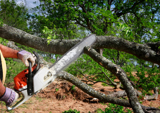 Professional Tree Care  in Sheboygan Falls, WI